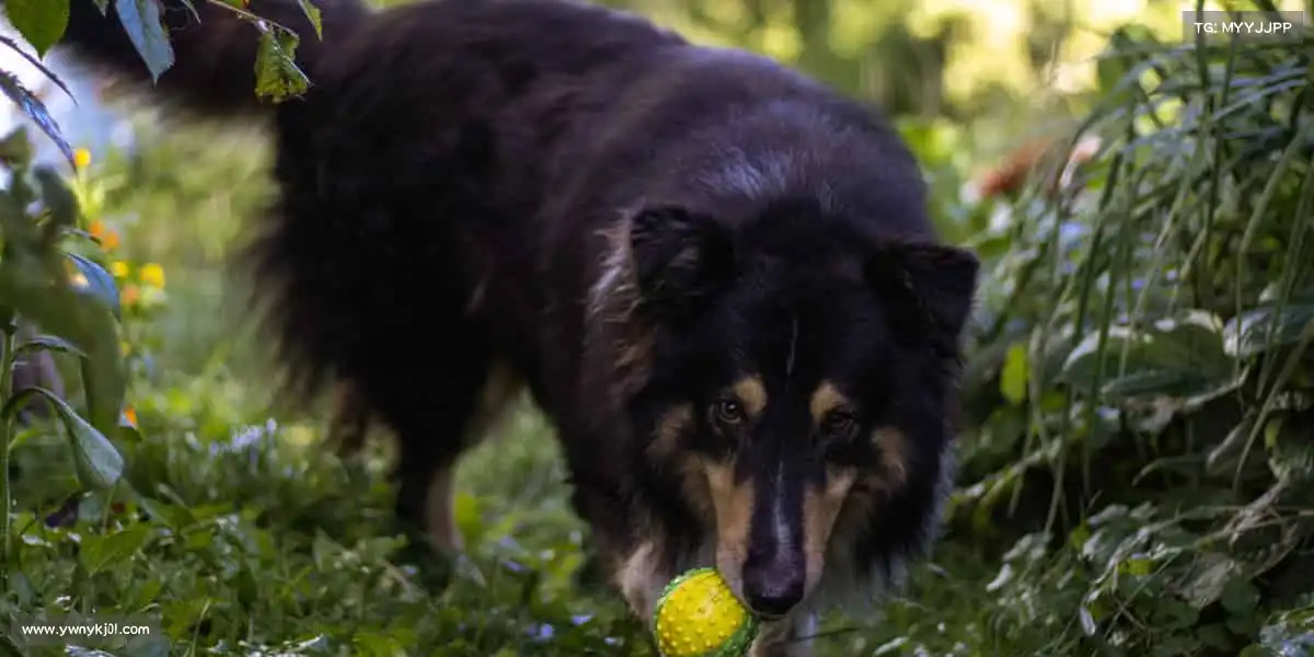 行业领先的理由